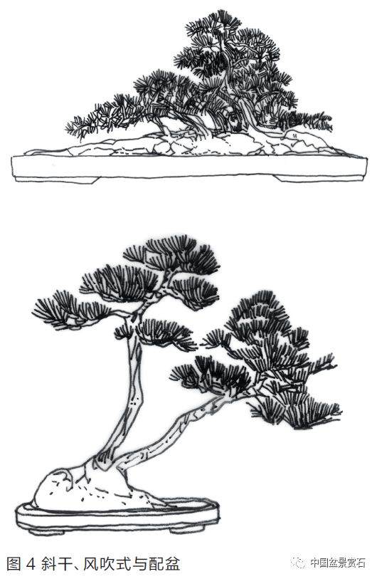 图解 盆景盆树怎么配盆的5个方法