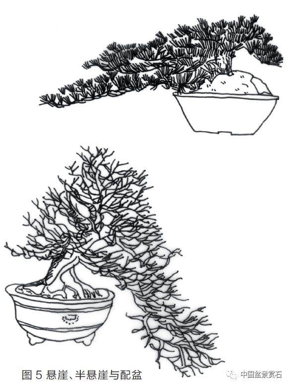 图解 盆景盆树怎么配盆的5个方法