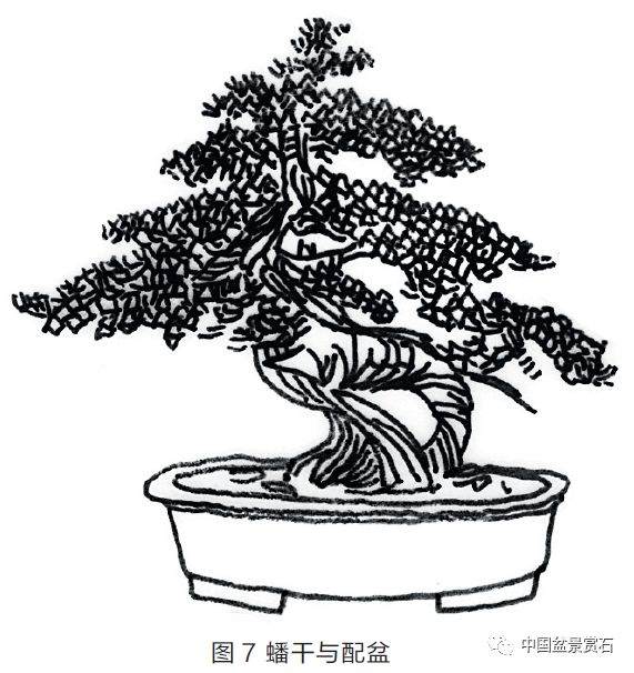 图解 盆景盆树怎么配盆的5个方法