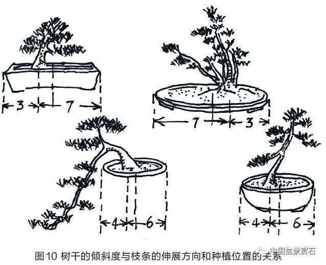 图解 盆景盆树怎么配盆的5个方法