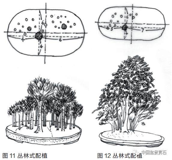 图解 盆景盆树怎么配盆的5个方法