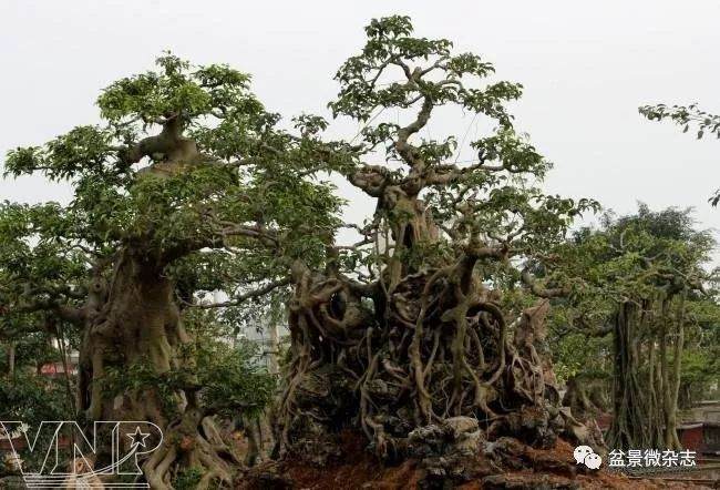 位溪&mdash;&mdash;越南最古老的盆景艺术村