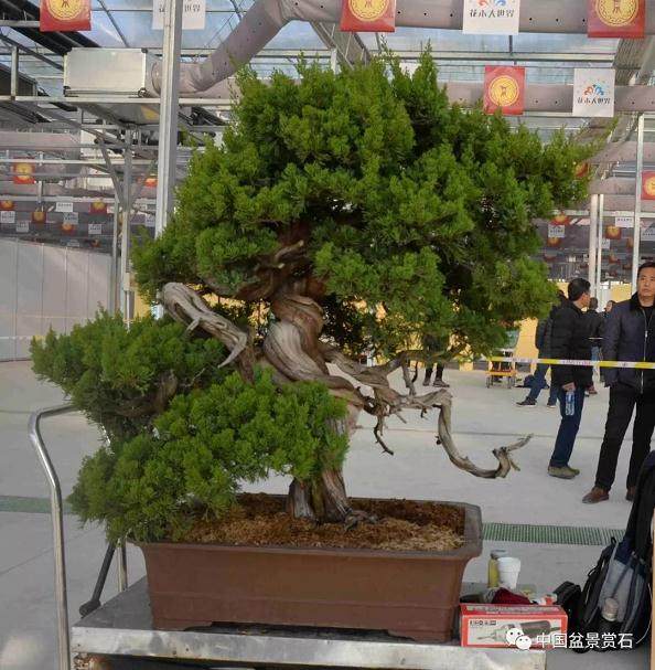 2017中国爵——黑剪刀国际盆景作家制作邀请展