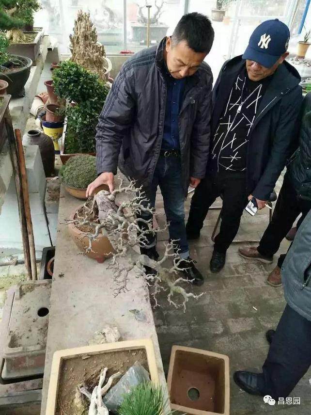 春风行动～湖北盆景分会鄂西北千里之行