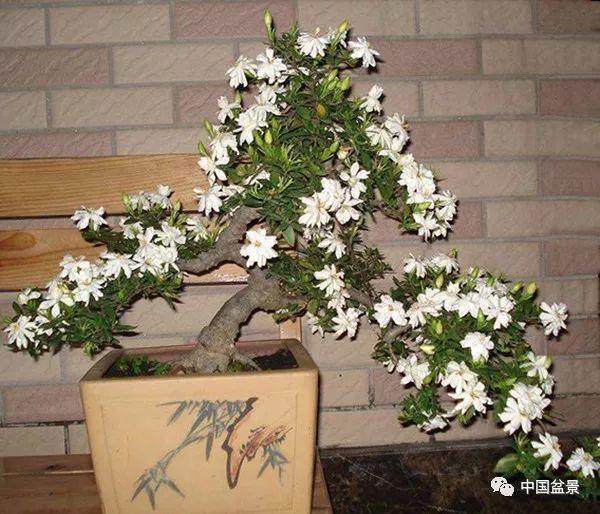 盆景发黄 有可能是红黄蜘蛛病