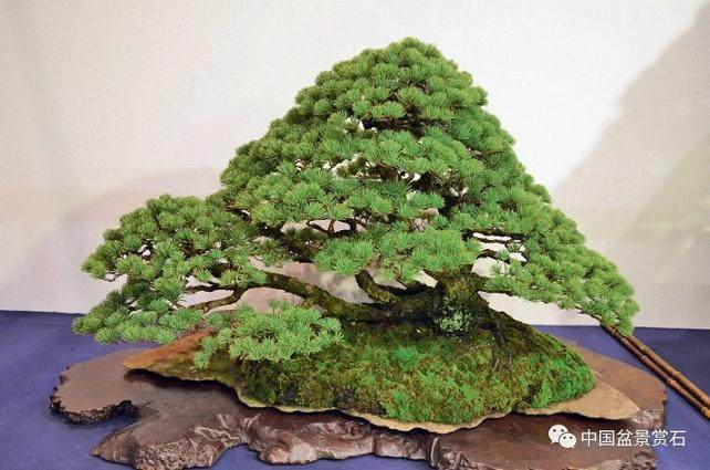 图解 盆景盆土表面怎么覆苔的方法