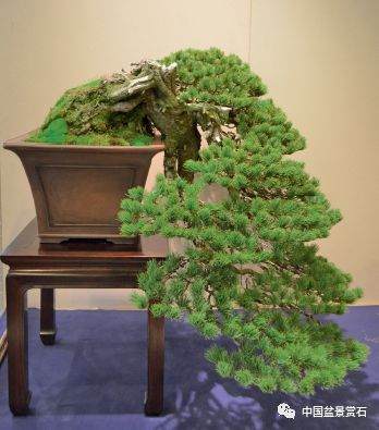 图解 盆景盆土表面怎么覆苔的方法