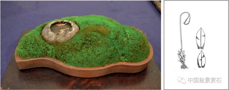 图解 盆景盆土表面怎么覆苔的方法