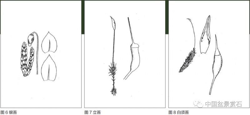 图解 盆景盆土表面怎么覆苔的方法