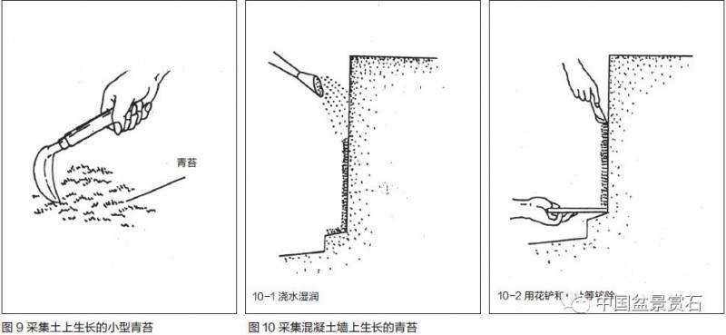 图解 盆景盆土表面怎么覆苔的方法