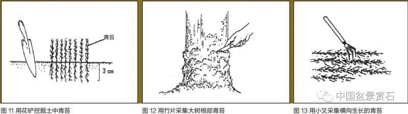 图解 盆景盆土表面怎么覆苔的方法