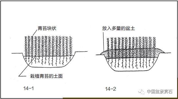 图解 盆景盆土表面怎么覆苔的方法