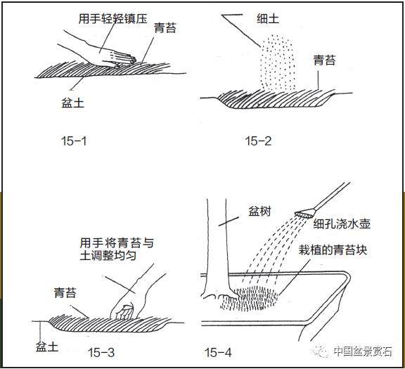 图解 盆景盆土表面怎么覆苔的方法
