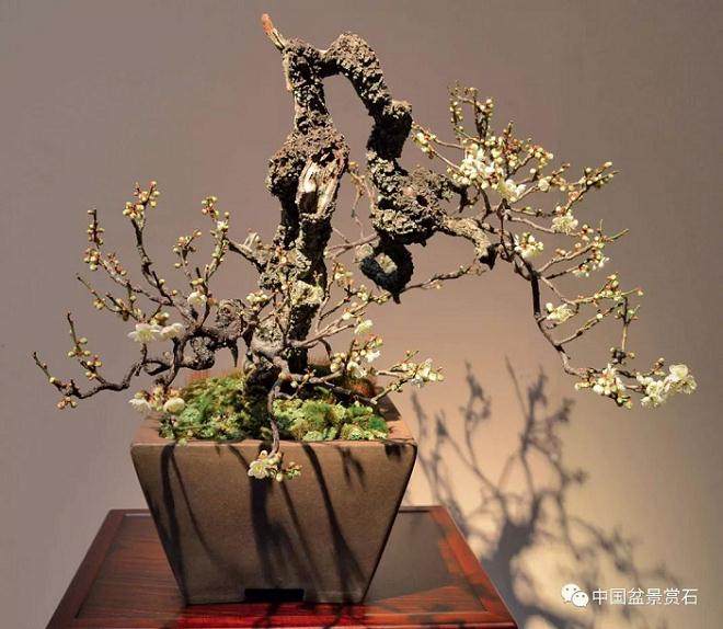 图解 盆景盆土表面怎么覆苔的方法