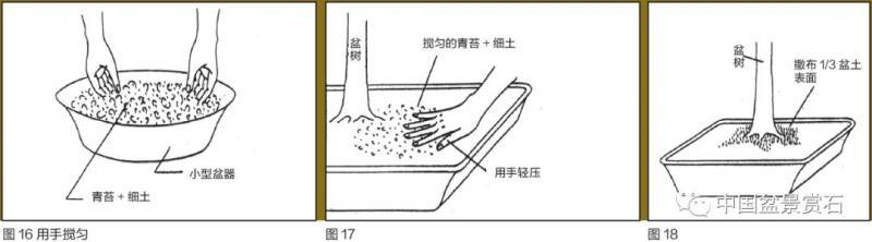图解 盆景盆土表面怎么覆苔的方法