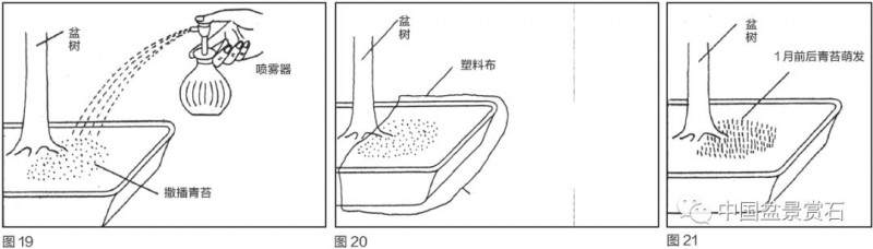 图解 盆景盆土表面怎么覆苔的方法