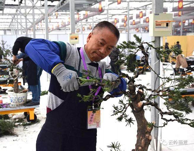 中国爵-中国盆景作家国家大赛日记