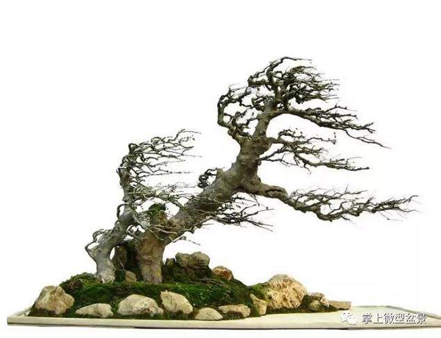 山石在盆景中的应用