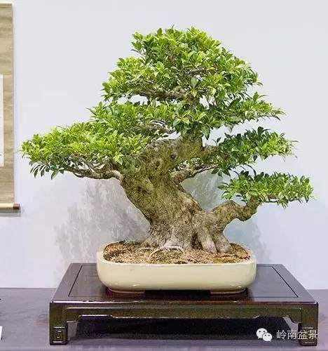 盆景意境 境界及内涵的美学分析