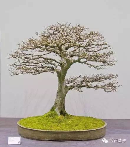 盆景意境 境界及内涵的美学分析