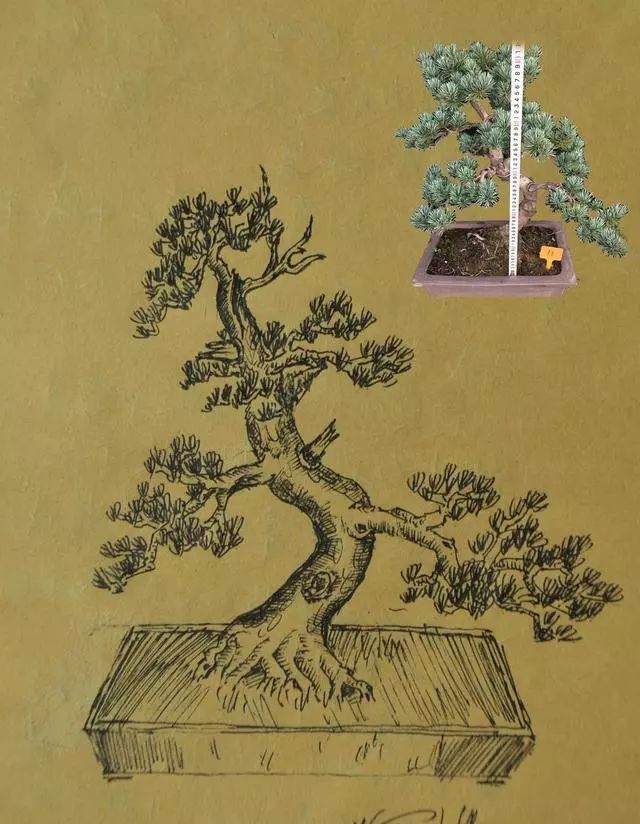 盆景设计图之我见（2）&mdash;&mdash;做好盆景设计图的几个原则