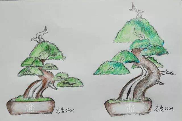 图解 怎么做好盆景设计图的几个原则