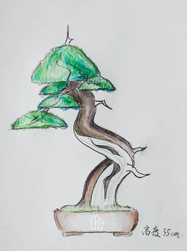 图解 怎么做好盆景设计图的几个原则