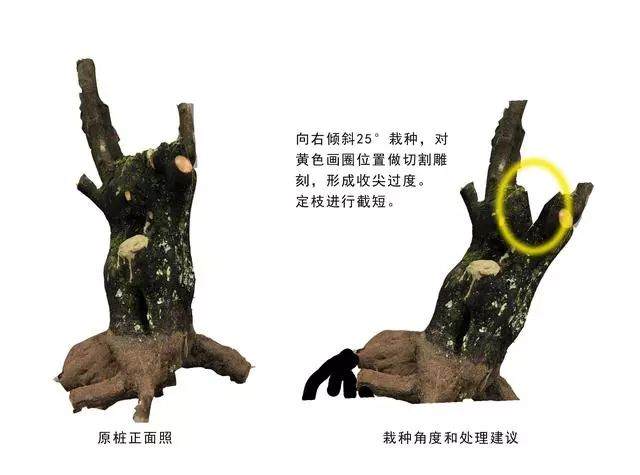 图解 怎么做好盆景设计图的几个原则