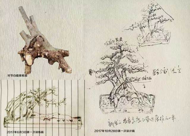 图解 怎么做好盆景设计图的几个原则