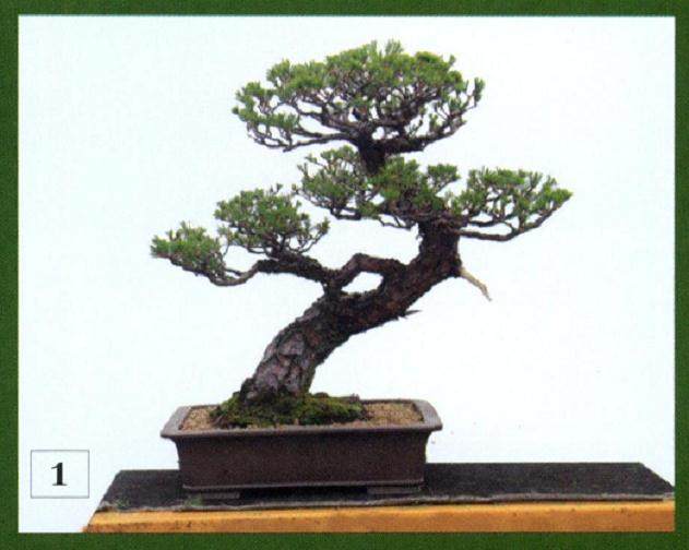 赤松盆景的再次该做过程