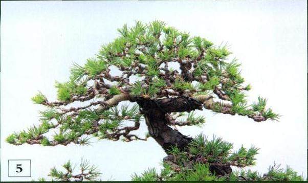 树冠经整理后的效果图