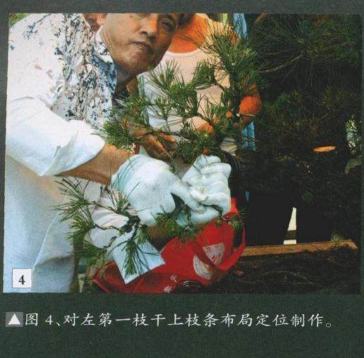 对左第一枝干上枝条布局定位制作