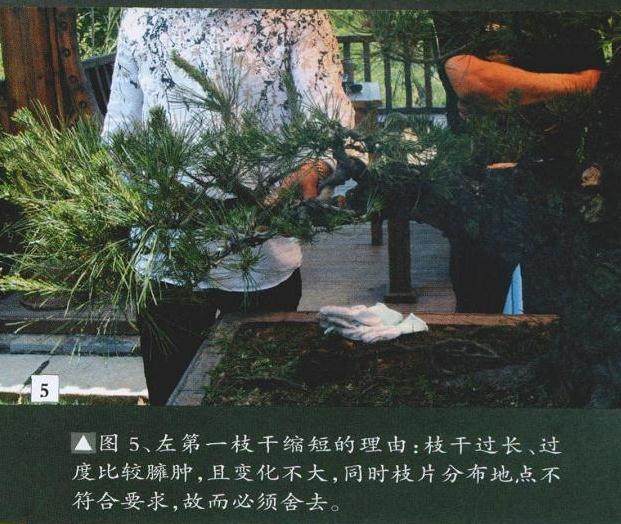 左第一枝干缩短的理由