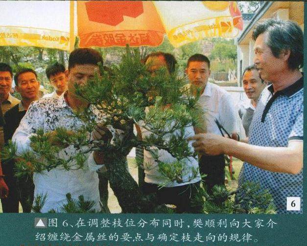 在调整枝位分布同时