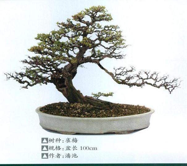 在容桂 盆景事业一贯得到了各界的关心与支持