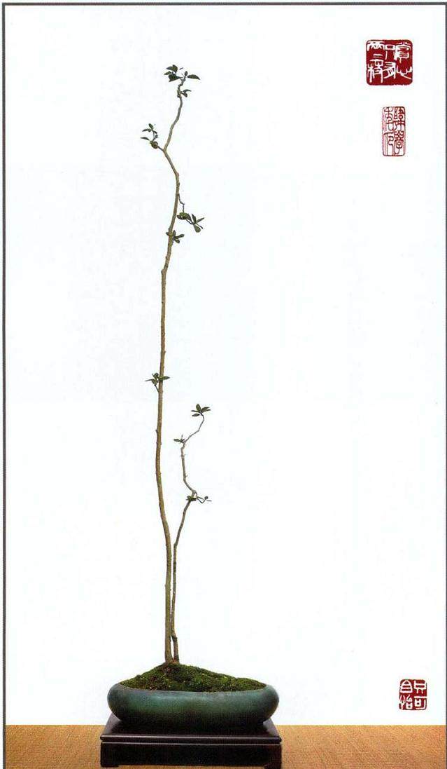 岭南盆景论之素仁树 比外地称之的文人树 更简洁随意