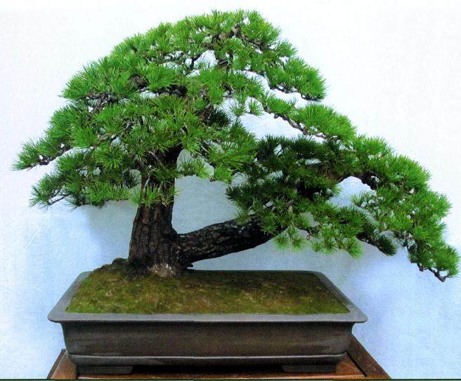 舍利干盆景的制作是很严肃的事情 却被部分人作为展示技艺的方式