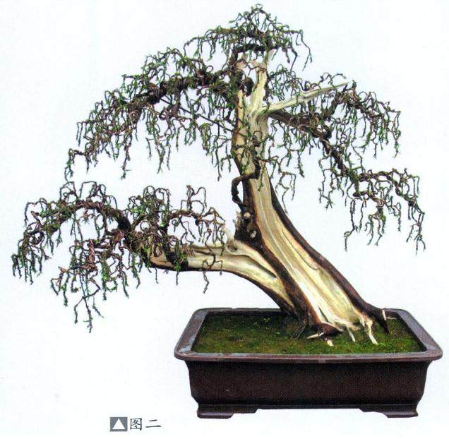 真柏盆景的嫁接技术交流会