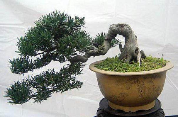 安徽蚌埠盆景赏石协会第四届会员代表大会