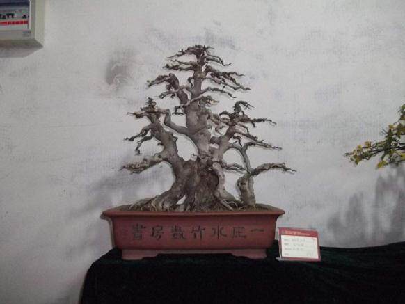 “碧桂园杯”南京市第十届职工盆景艺术展近日展出