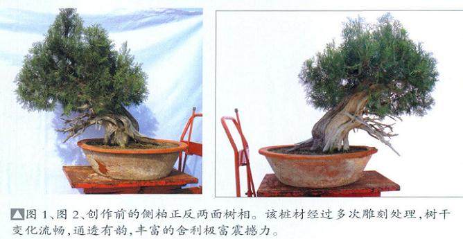 制作前的侧柏正反两面树相?