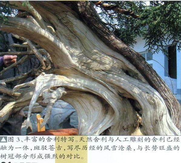 丰富的舍利特写?