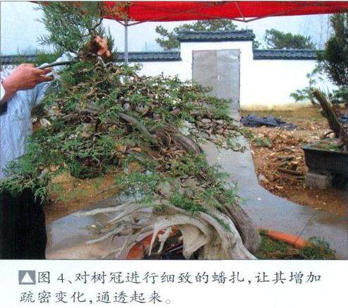 对树冠进行细致的蟠扎?