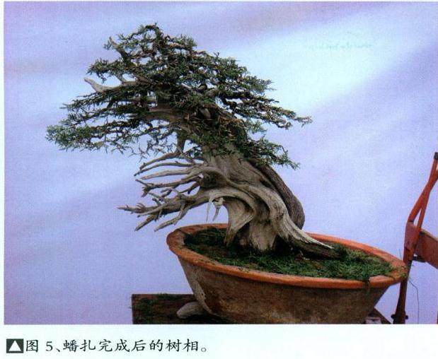 蟠扎完成后的树相