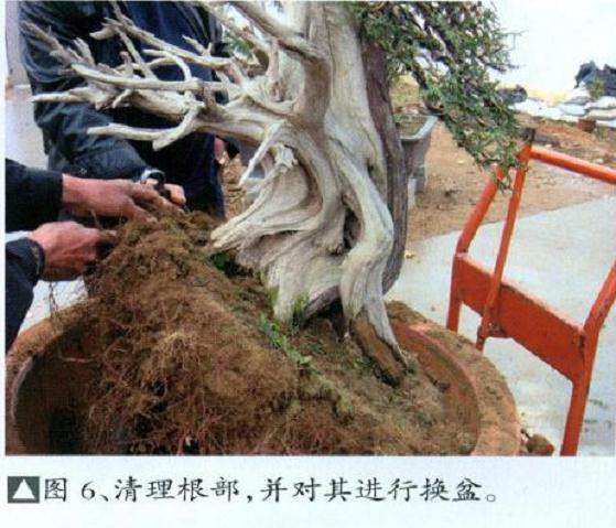 如何将天然舍利干与人工雕刻的舍利干已经融为一体?