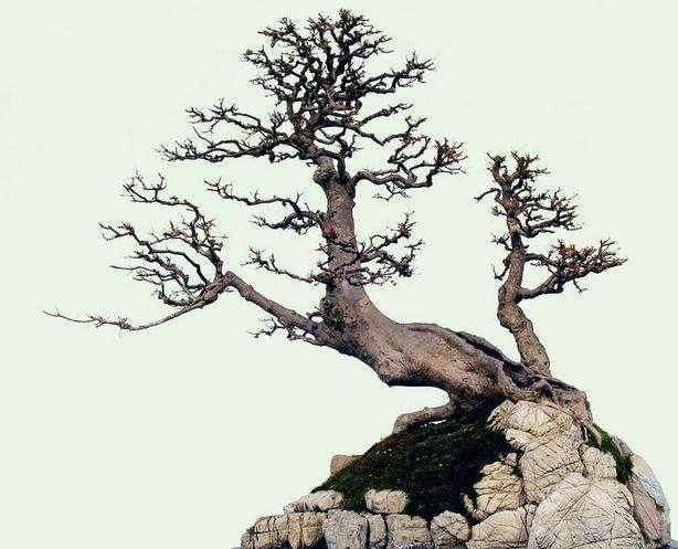 “动势盆景”的理论和制作技艺