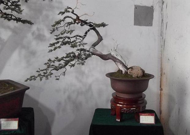 动势盆景造型的基本过程解析