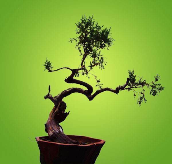 采访浙江宁波市盆景艺术家陈富清