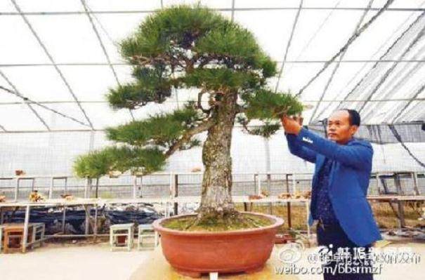 采访浙江宁波市盆景艺术家陈富清