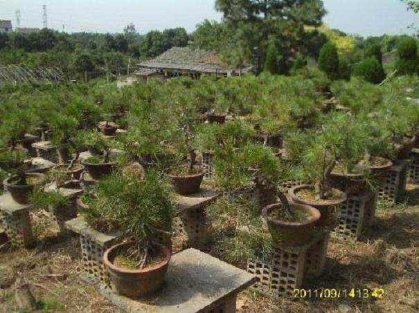 采访浙江宁波市盆景艺术家陈富清